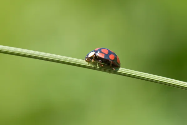 Lieveheersbeestje op gras stengel — Stockfoto