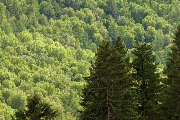 Fondo forestal — Foto de Stock