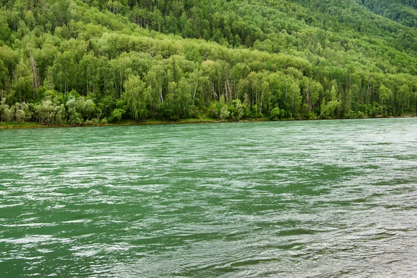 Nehir ve orman — Stok fotoğraf