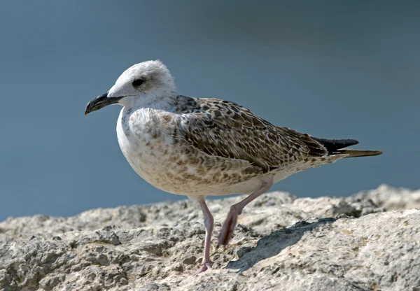 Seagull on the stone — Stock Photo, Image