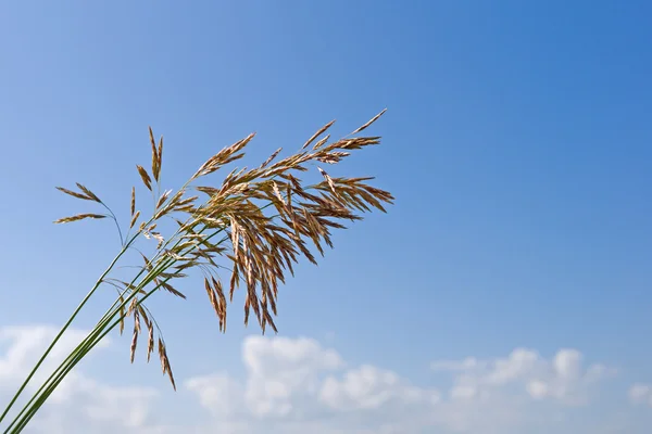 Orelha de grama — Fotografia de Stock