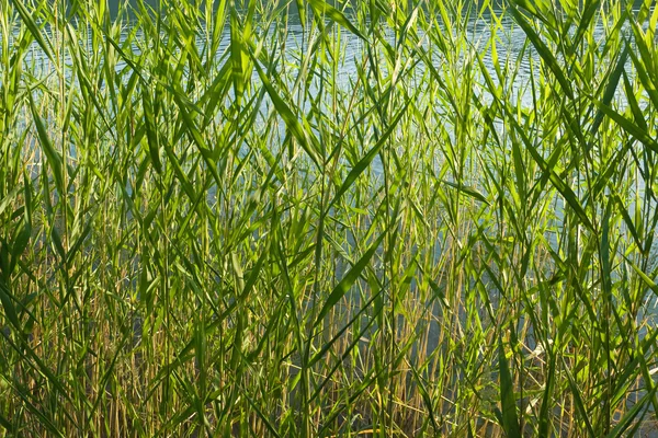 Fusti di canna — Foto Stock