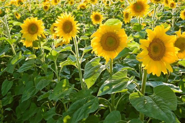 Zonnebloem veld — Stockfoto