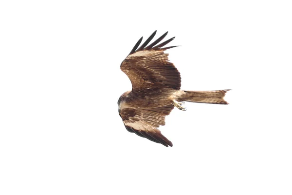 Adler am Himmel — Stockfoto