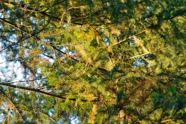 Abeto en la luz del sol de la mañana —  Fotos de Stock