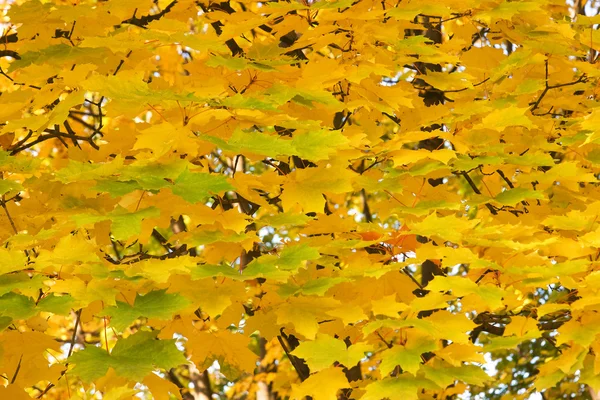 Золота осінь — стокове фото