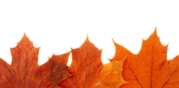 Maple leaf — Stock Photo, Image