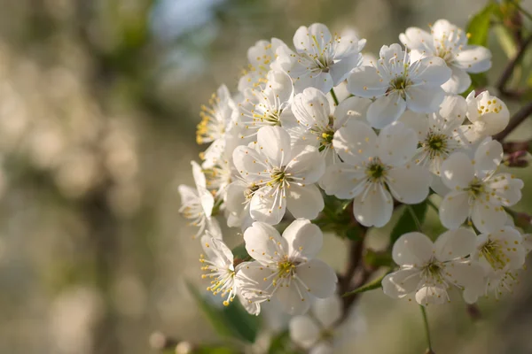 Apple tree in blossom — Stock Photo, Image