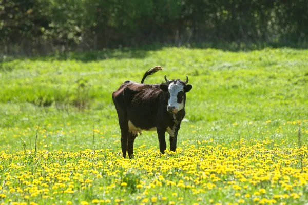 Cow on the pasture — Stock Photo, Image