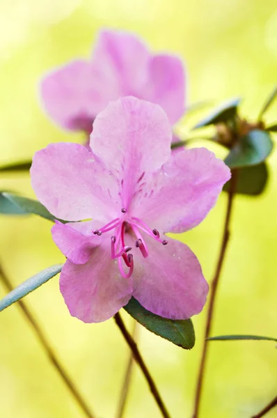 Japan barberry flower — Stock Photo, Image