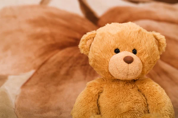 Bear toy portrait — Stock Photo, Image