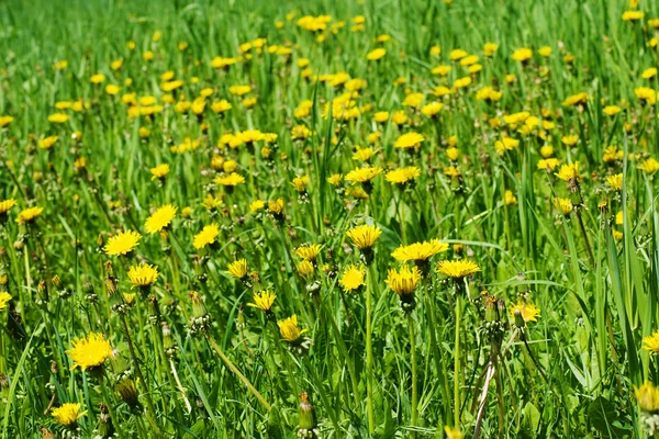 Dandelion field — Stock Photo, Image