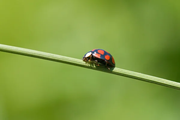 草茎上的瓢虫 — 图库照片