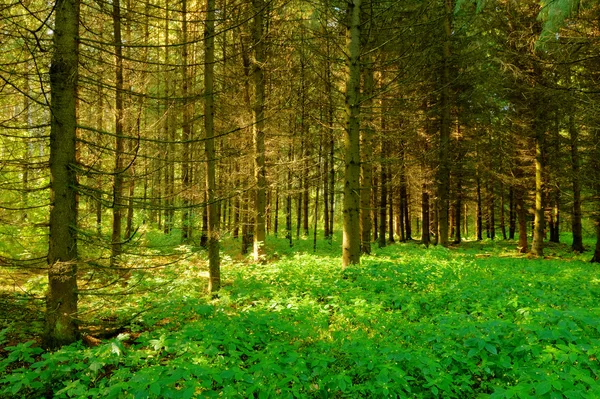 Raios de luz solar na floresta — Fotografia de Stock