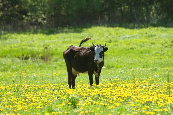 Vaca en el pasto —  Fotos de Stock