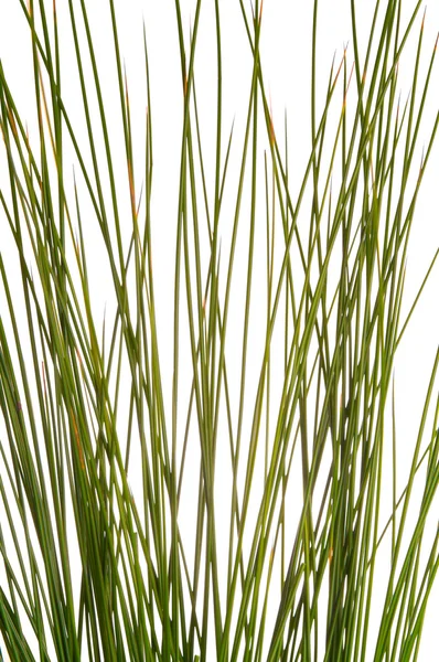 Green grass straw — Stock Photo, Image