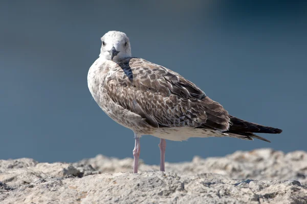 Seagull on the stone — Stock Photo, Image