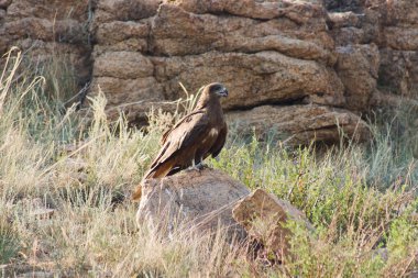 Gökyüzündeki kartal