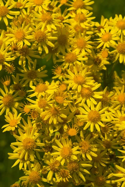 Yellow camomile backgound — Stock Photo, Image