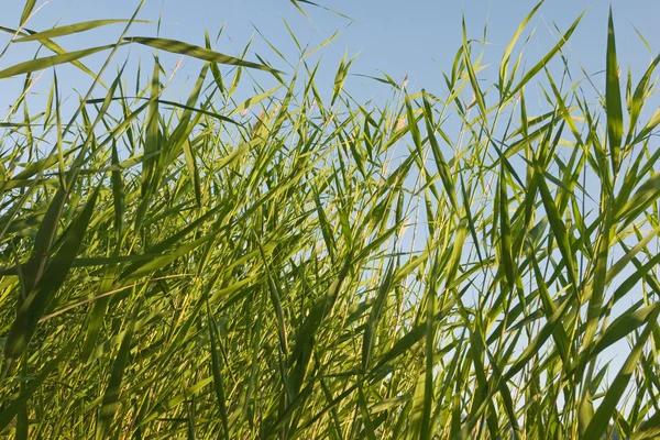 Reed stjälkar på blå himmel — Stockfoto