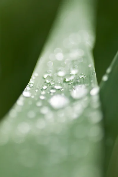 Regen dops op gras blade — Stockfoto