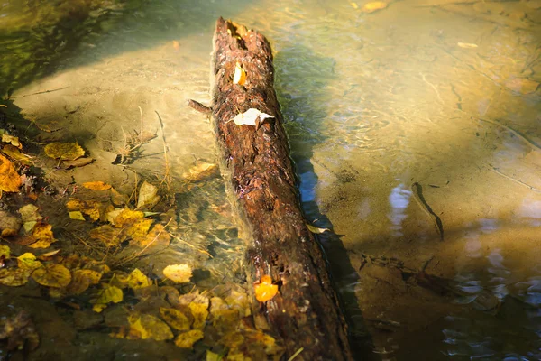 Brook in the forest — Stock Photo, Image