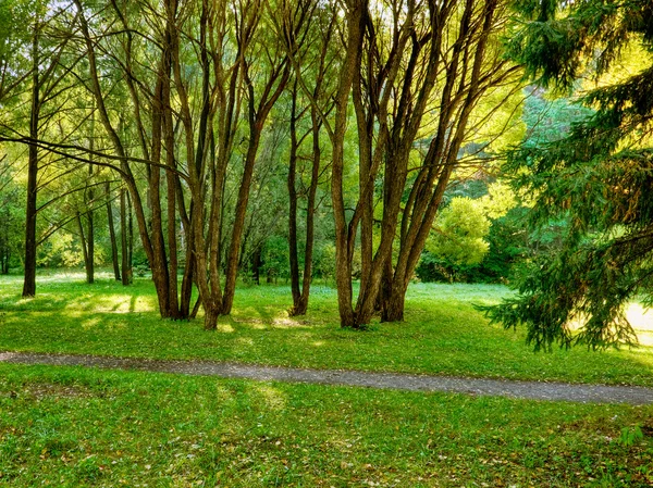 Mañana en el bosque — Foto de Stock