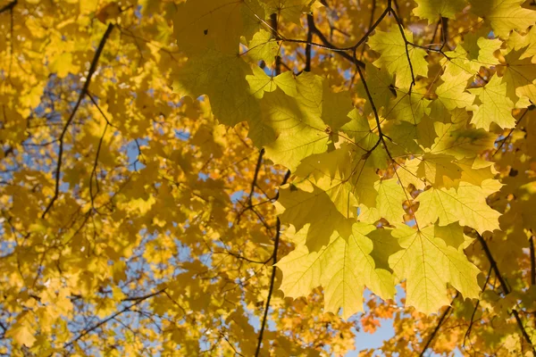 Otoño dorado —  Fotos de Stock