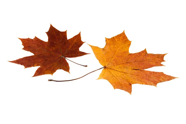 Maple leaf — Stock Photo, Image