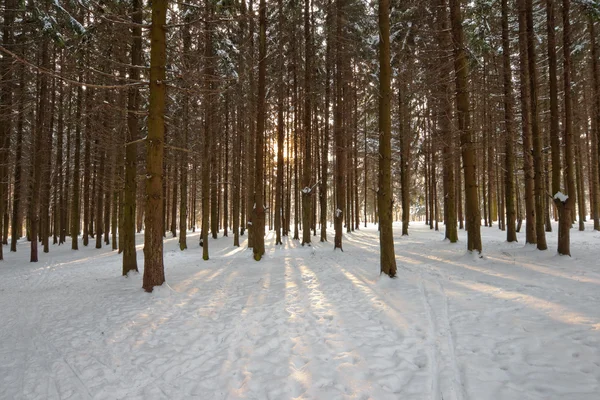 Raios de luz solar na floresta de inverno — Fotografia de Stock