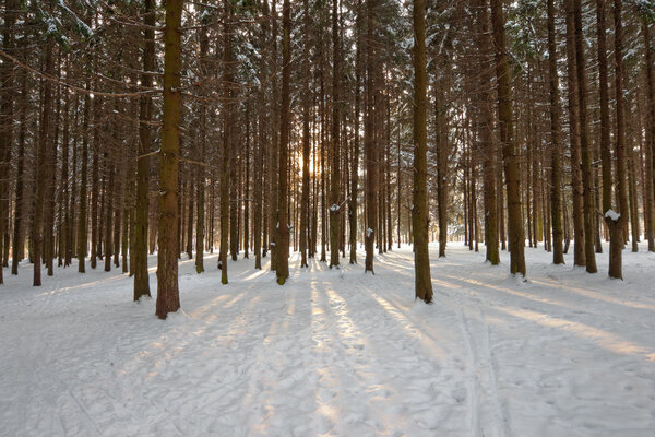 sunlight rays in winter forest