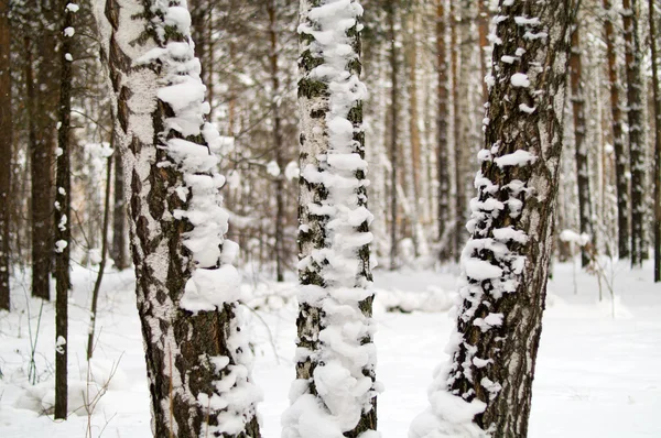 Winter forest — Stock Photo, Image