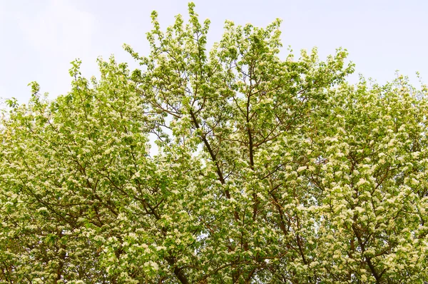 Manzano en flor — Foto de Stock