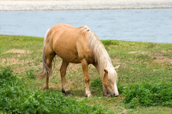 Cavalo sobre rio — Fotografia de Stock
