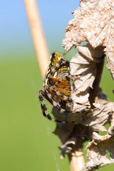 Aranha — Fotografia de Stock