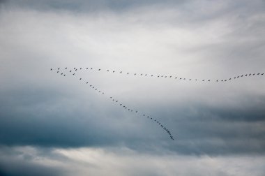 Kar Kazları uçuyor