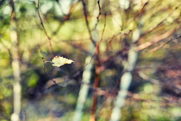 Belles feuilles jaune automne — Photo