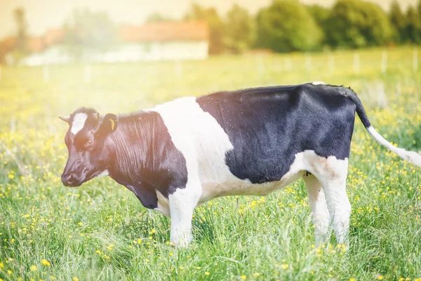 Krowy pasą się na zielony łąka — Zdjęcie stockowe