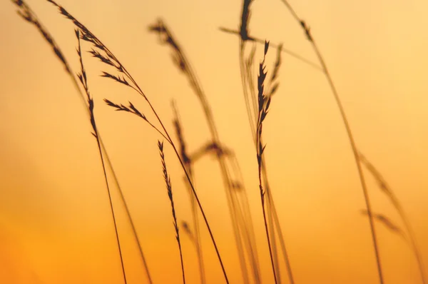 Hierba al atardecer — Foto de Stock