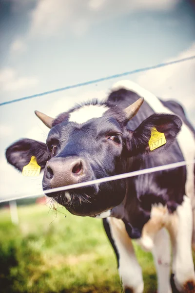 Les vaches paissent sur la prairie verte — Photo