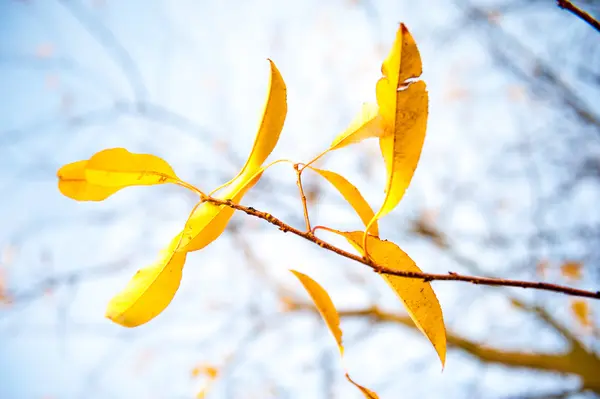 Belles feuilles jaune automne — Photo