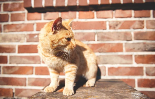 Kırmızı kedi closeup — Stok fotoğraf