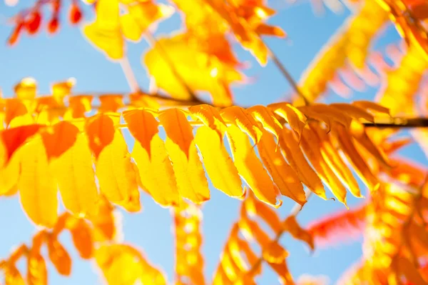 Beautiful autumn yellow leaves — Stock Photo, Image