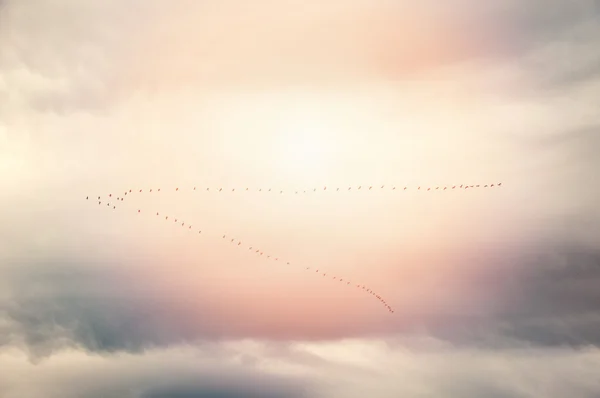 Snö gäss under flygning — Stockfoto