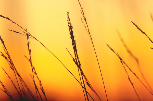 Hierba al atardecer — Foto de Stock