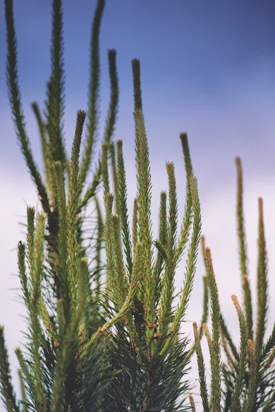 yaprak yeşil arka plan