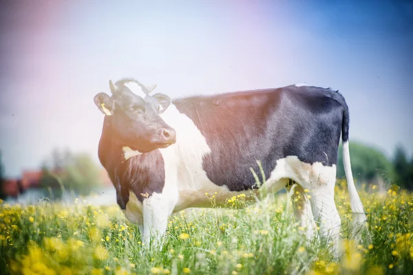 Kor betar på den gröna ängen — Stockfoto