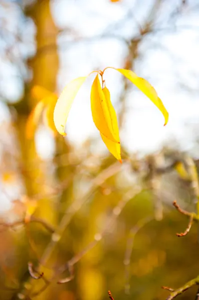 Hermosas hojas amarillas de otoño — Foto de Stock