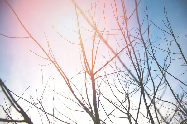 Schöne herbstgelbe Blätter — Stockfoto