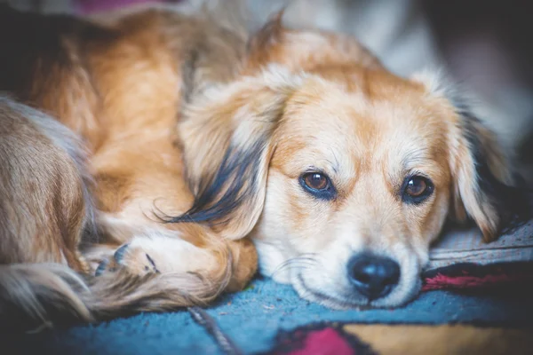 Drôle portrait de chien — Photo